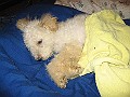 IMG_3774