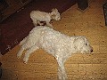 IMG_3788