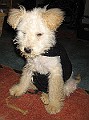 IMG_3790-1
