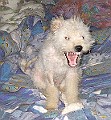 IMG_3884-1