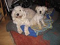 IMG_3890