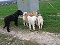 IMG_4160