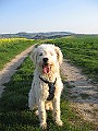IMG_4294
