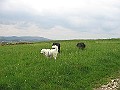 IMG_2076